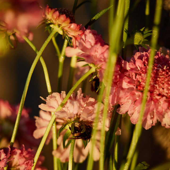 Scabiosa Salmon Rose Pincushion Flower | X 40 Seeds