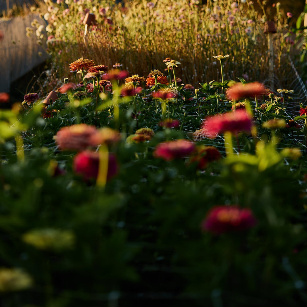 Zinnia Benary's Giant Coral Flower | X 30 Seeds
