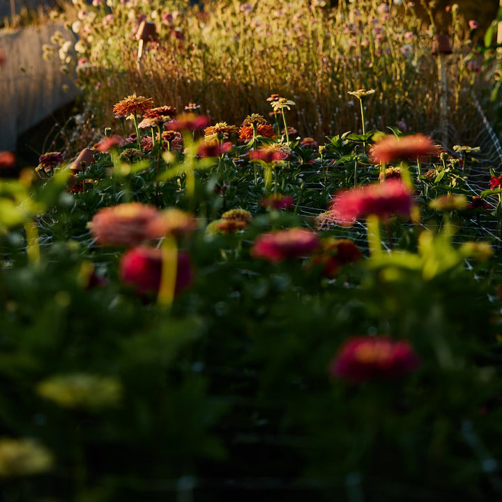 Zinnia Benary's Giant Coral Flower | X 30 Seeds