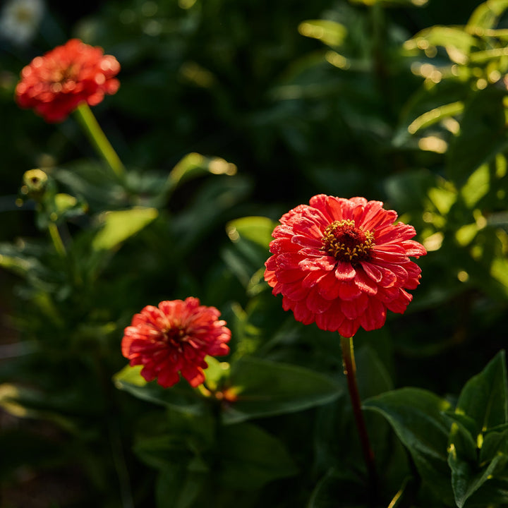 Zinnia Benary's Giant Coral Flower | X 30 Seeds