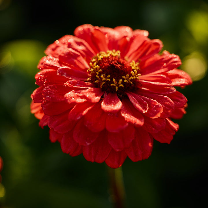 Zinnia Benary's Giant Coral Flower | X 30 Seeds