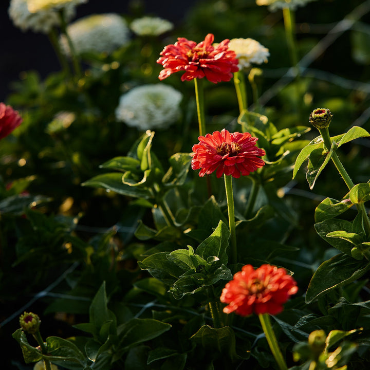 Zinnia Benary's Giant Coral Flower | X 30 Seeds