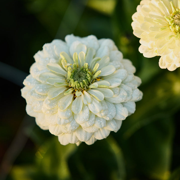 Zinnia Benary's Giant White Flower | X 30 Seeds