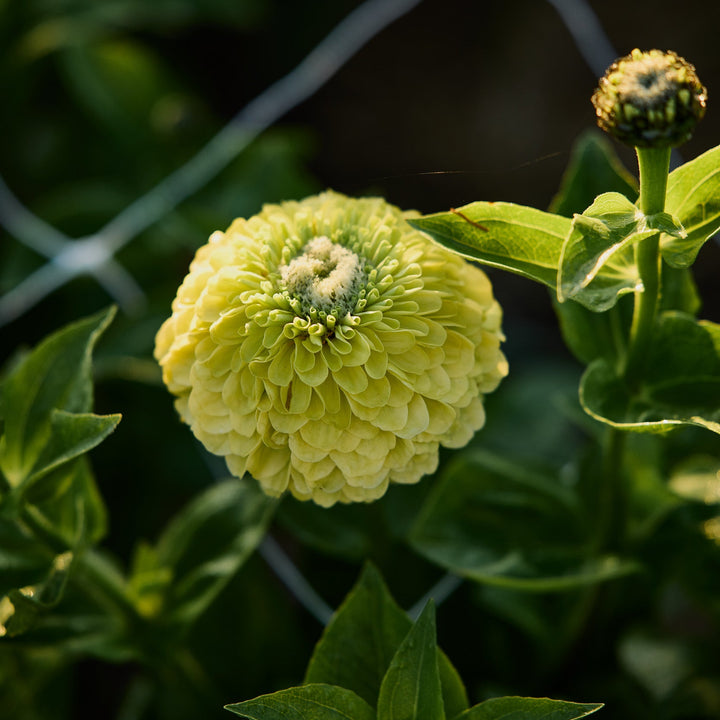 Zinnia Benary's Giant Lime Flower | X 30 Seeds