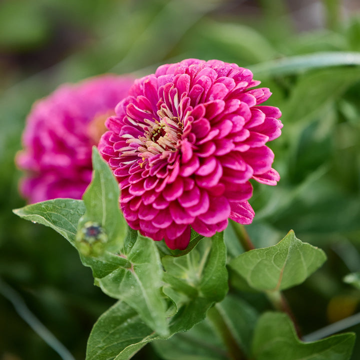 Zinnia Queeny Violet Flower | X 50 Seeds