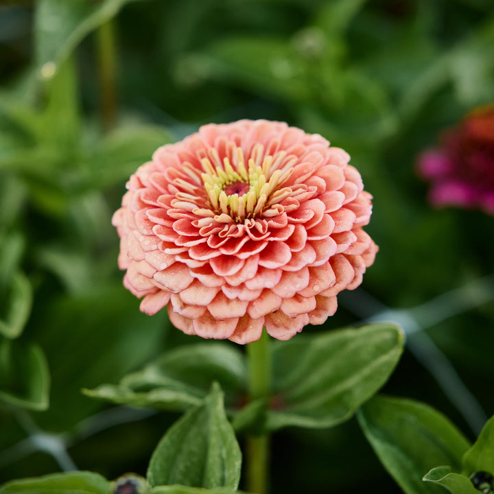Zinnia Benary's Giant Salmon Rose Flower | X 30 Seeds