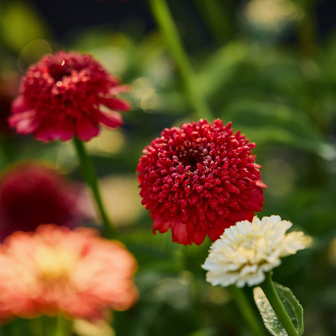 Zinnia Cresto Red Flower | X 30 Seeds