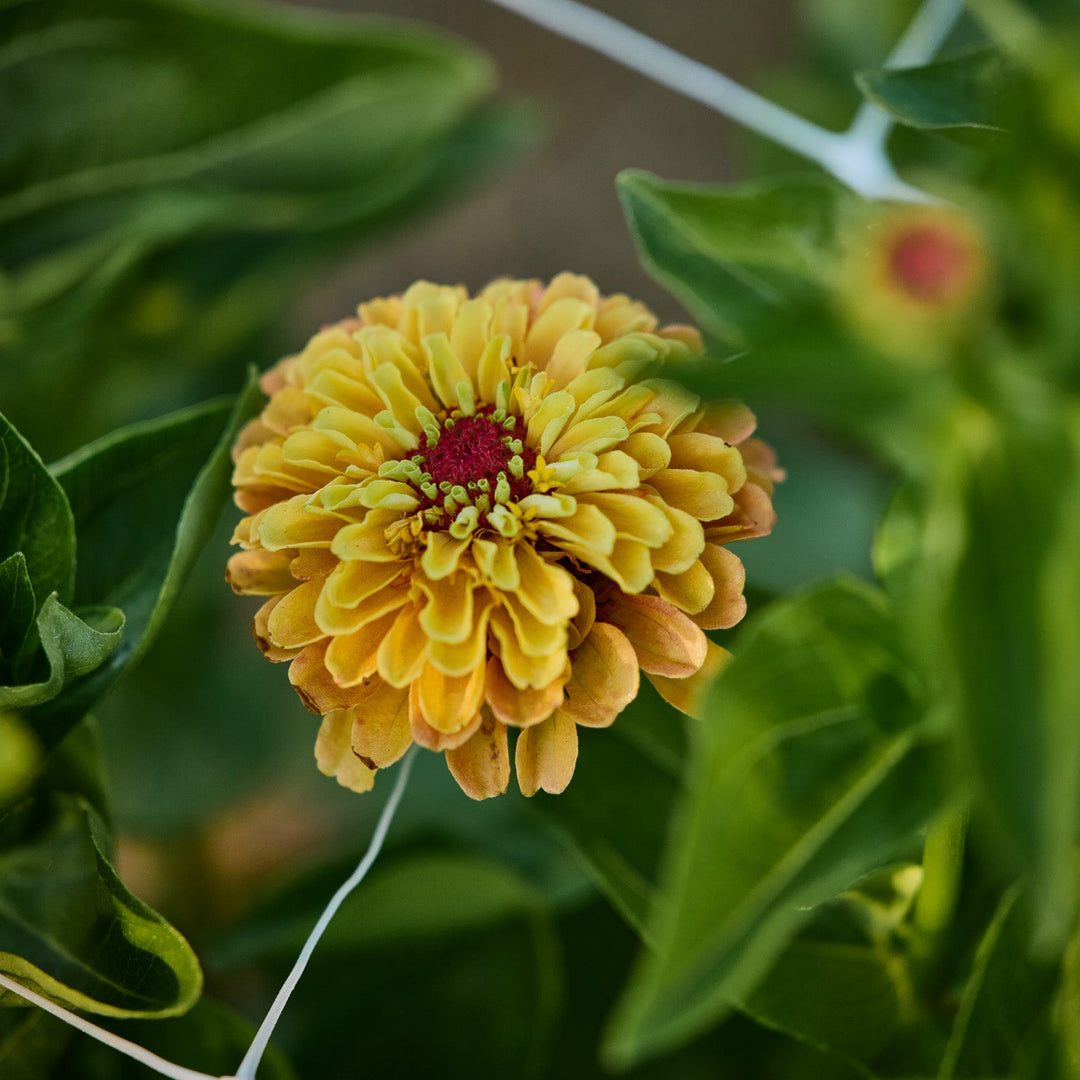 Zinnia Queeny Lemon Peach Flower | X 30 Seeds