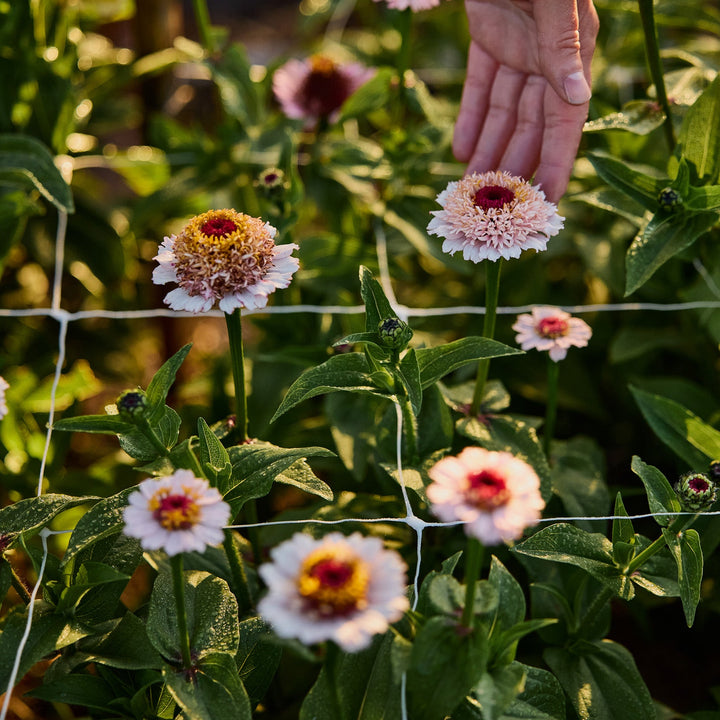 Zinnia Zinderella Lilac Flower | X 30 Seeds