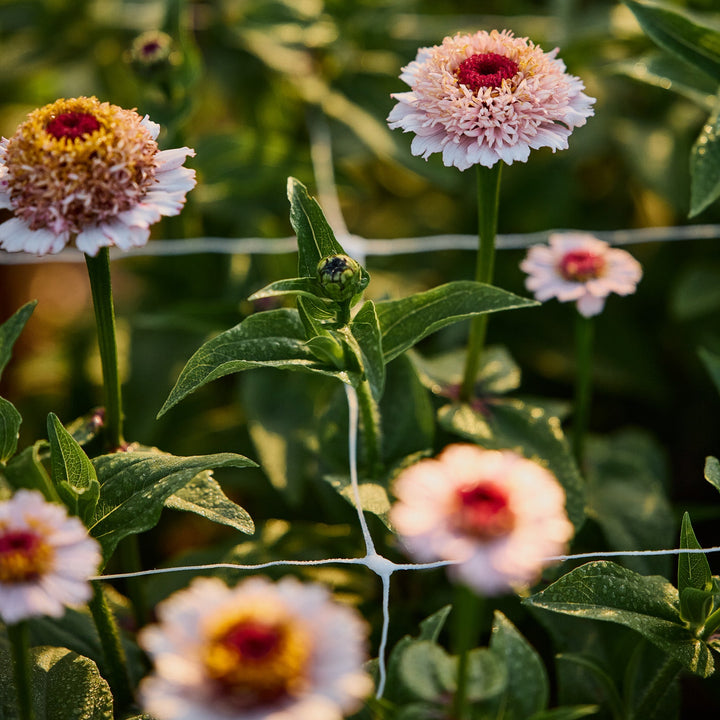 Zinnia Zinderella Lilac Flower | X 30 Seeds