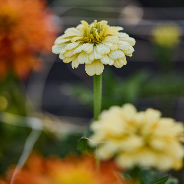 Zinnia Isabellina Creamy Yellow Flower | X 50 Seeds