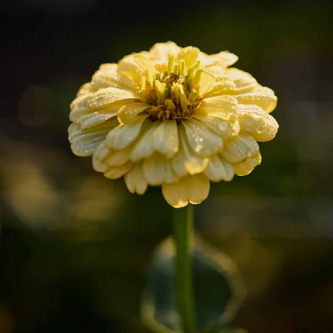 Zinnia Isabellina Creamy Yellow Flower | X 50 Seeds