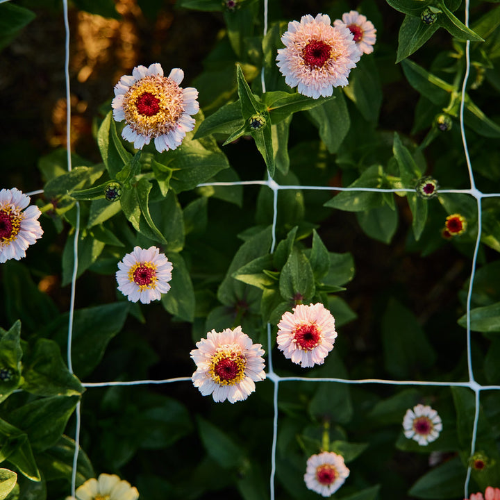 Zinnia Zinderella Lilac Flower | X 30 Seeds