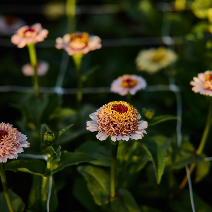 Zinnia Zinderella Lilac Flower | X 30 Seeds