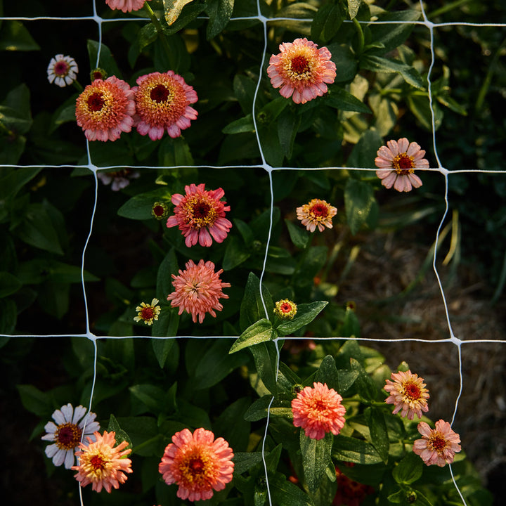 Zinnia Zinderella Peach Flower | X 30 Seeds