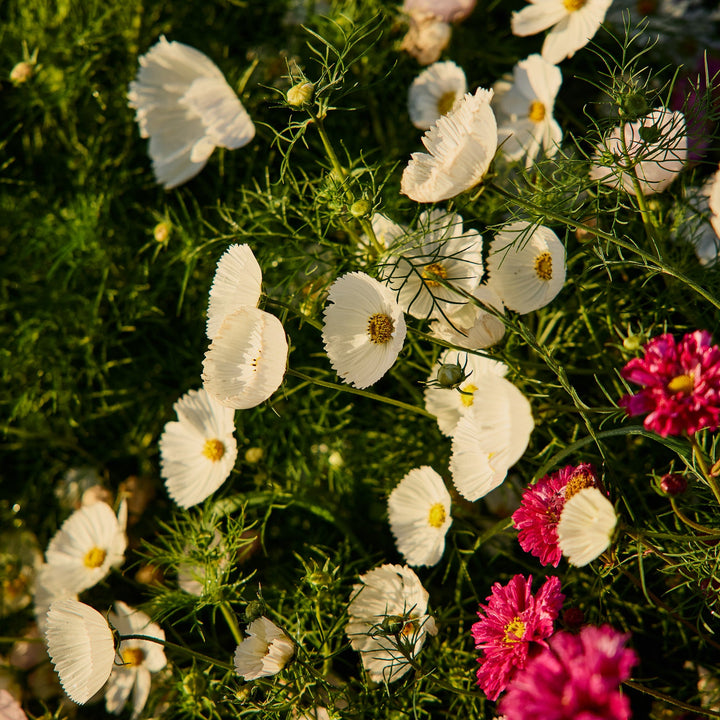 Cosmos Cupcakes White Flower | X 30 Seeds