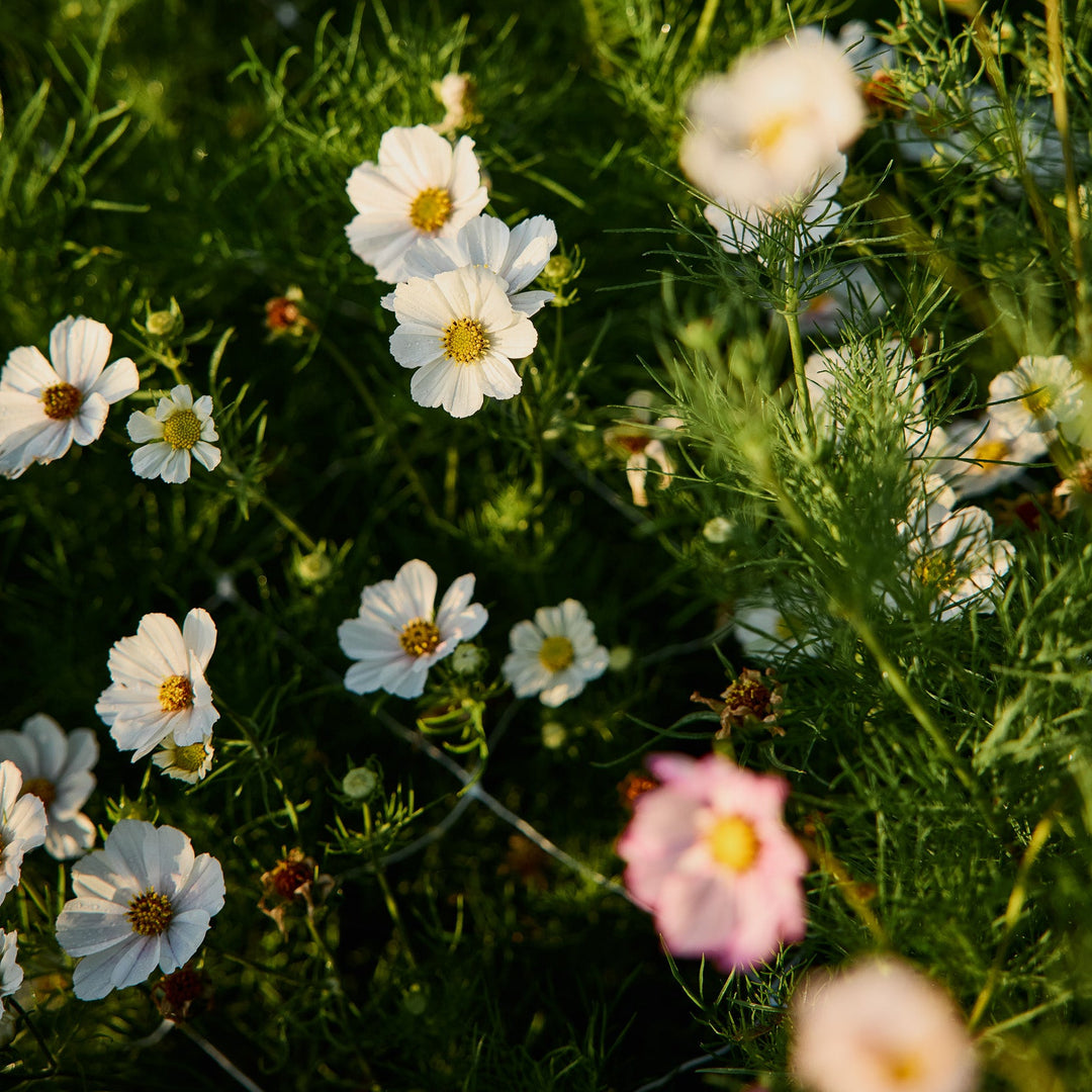 Cosmos Versailles Flush Flower | X 50 Seeds