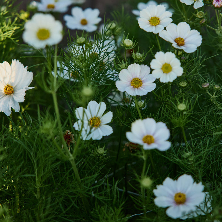 Cosmos Versailles Flush Flower | X 50 Seeds
