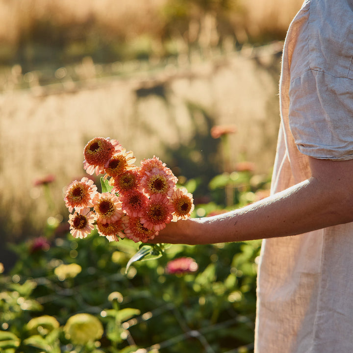 Zinnia Zinderella Peach Flower | X 30 Seeds