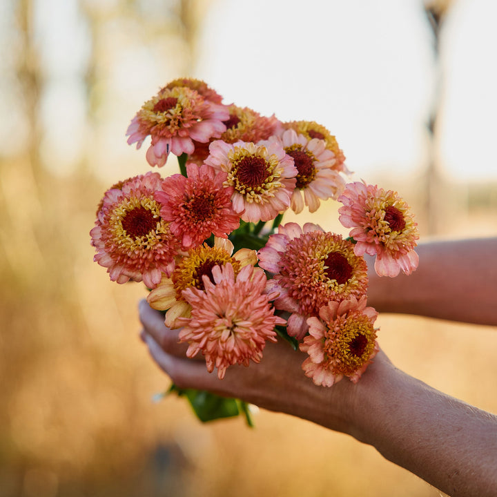 Zinnia Zinderella Peach Flower | X 30 Seeds