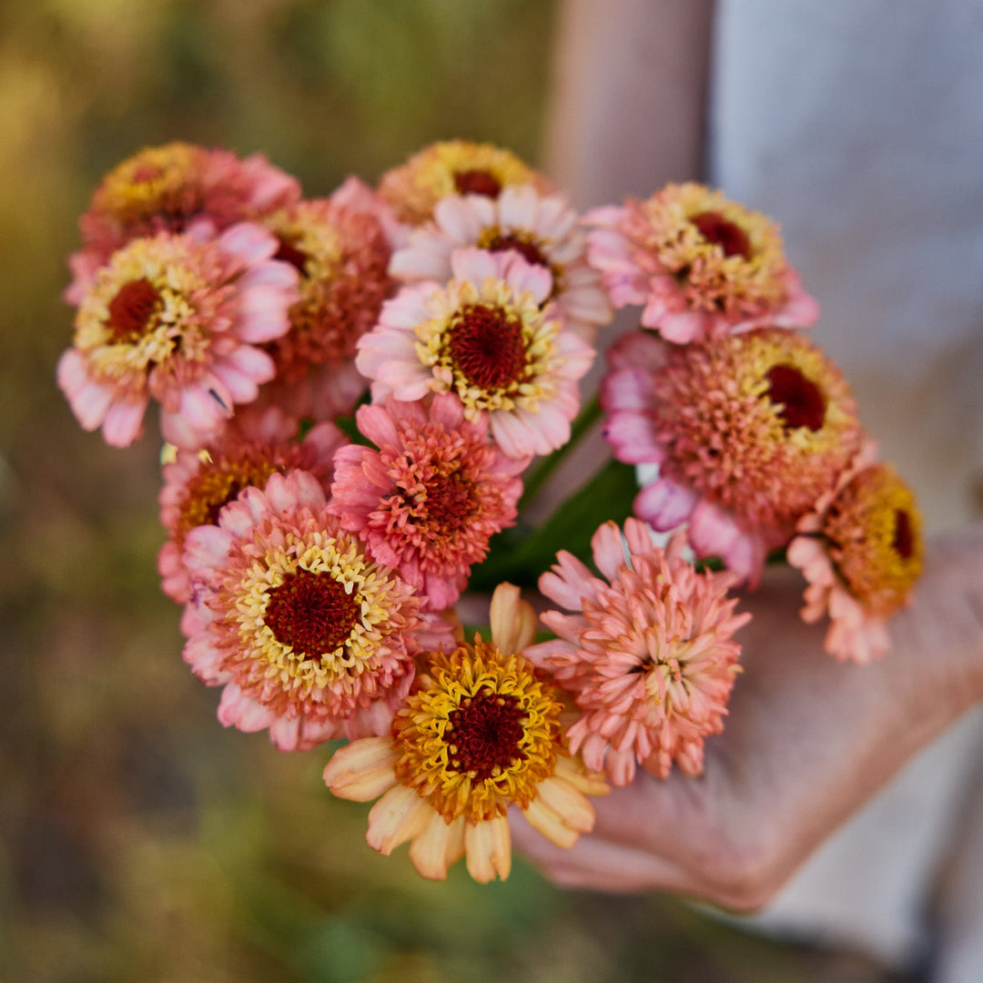 Zinnia Zinderella Peach Flower | X 30 Seeds