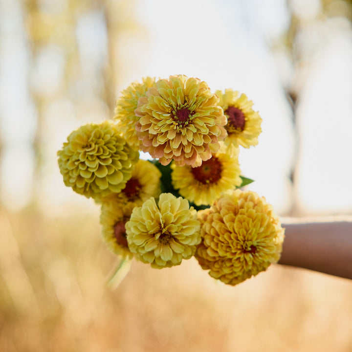 Zinnia Queeny Lemon Peach Flower | X 30 Seeds