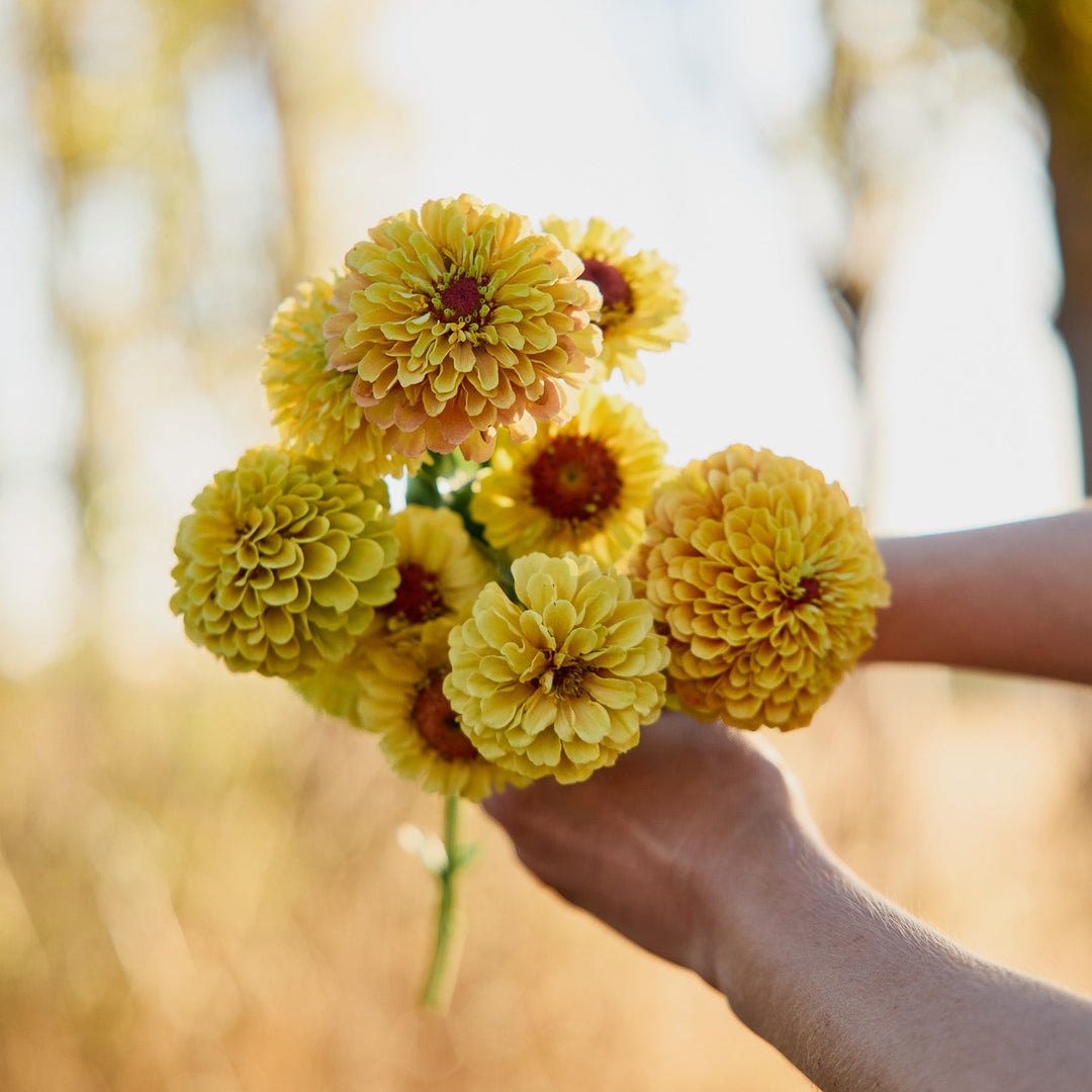 Zinnia Queeny Lemon Peach Flower | X 30 Seeds
