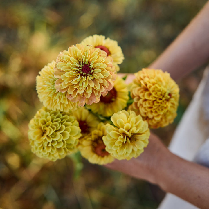 Zinnia Queeny Lemon Peach Flower | X 30 Seeds