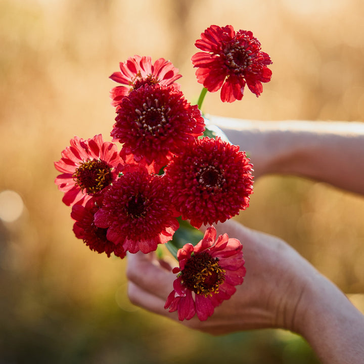 Zinnia Cresto Red Flower | X 30 Seeds