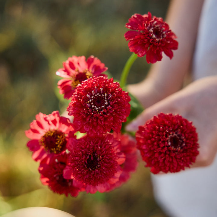 Zinnia Cresto Red Flower | X 30 Seeds