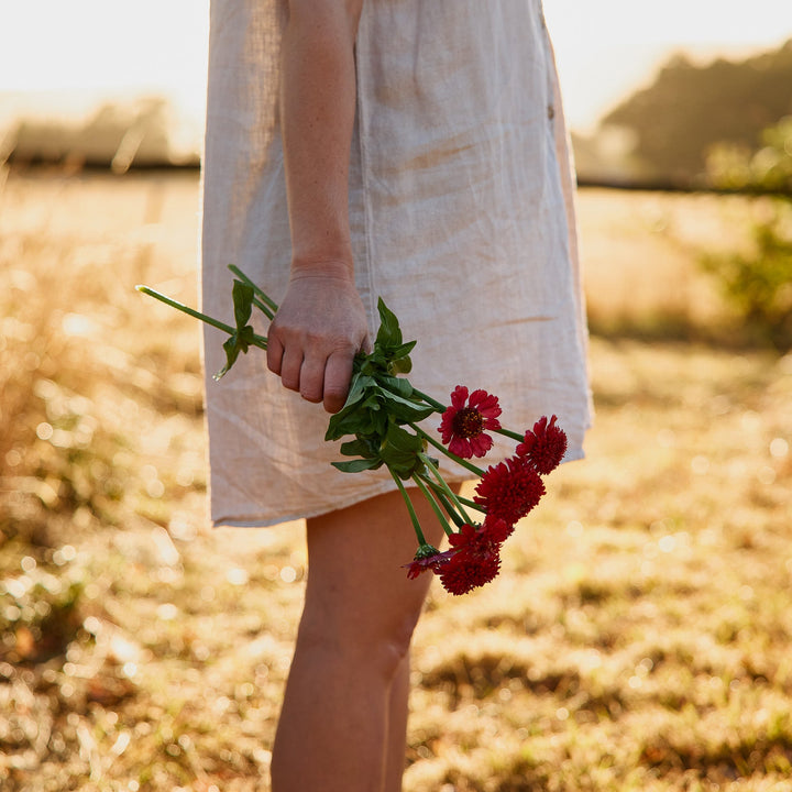 Zinnia Cresto Red Flower | X 30 Seeds