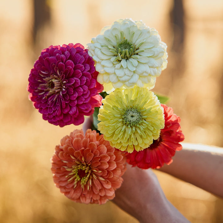 Zinnia Benary’s Giant Mix Flower | X 30 Seeds