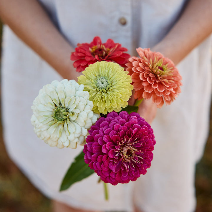 Zinnia Benary’s Giant Mix Flower | X 30 Seeds