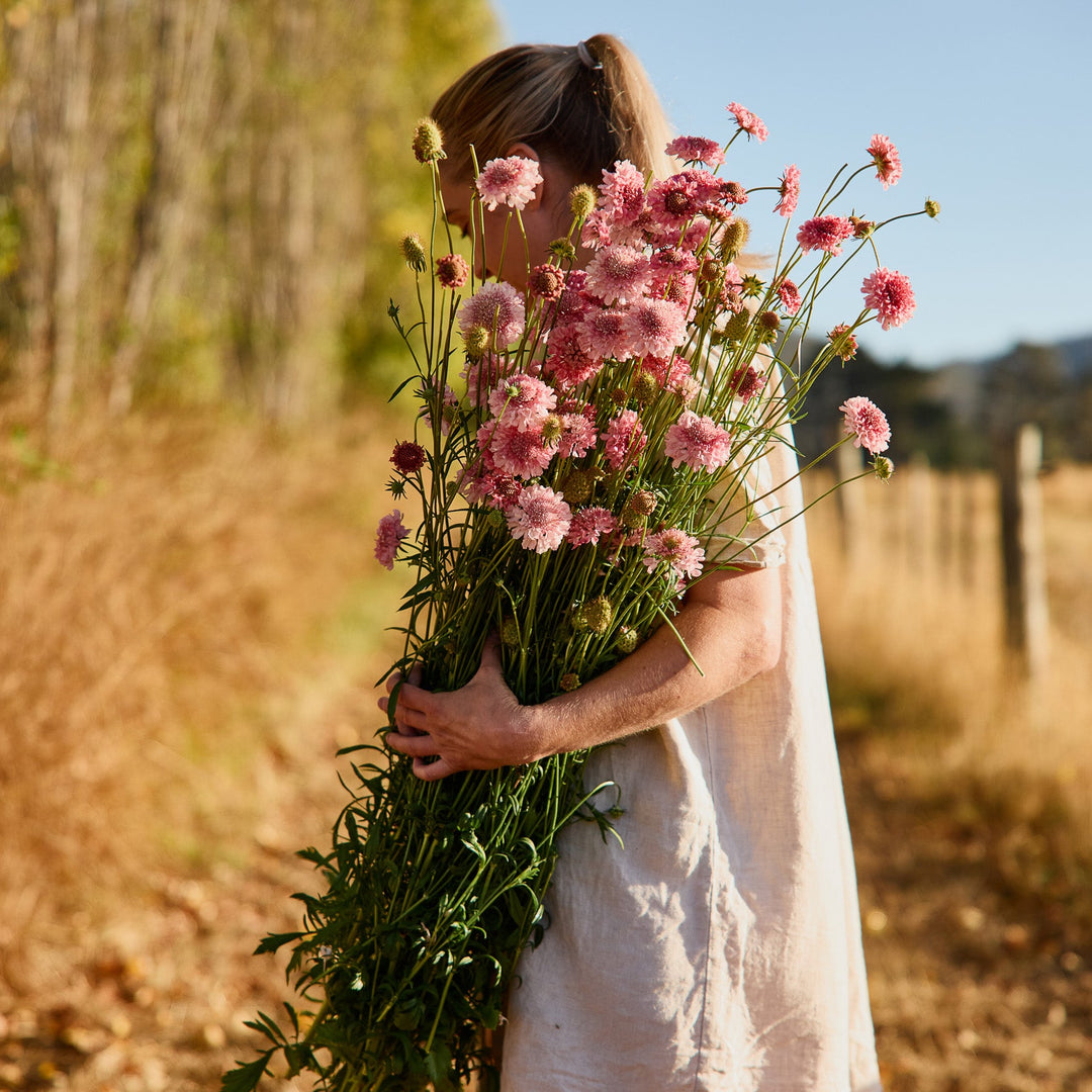 Scabiosa Salmon Rose Pincushion Flower | X 40 Seeds