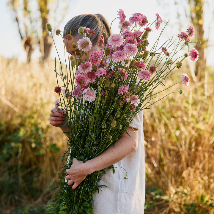 Scabiosa Salmon Rose Pincushion Flower | X 40 Seeds