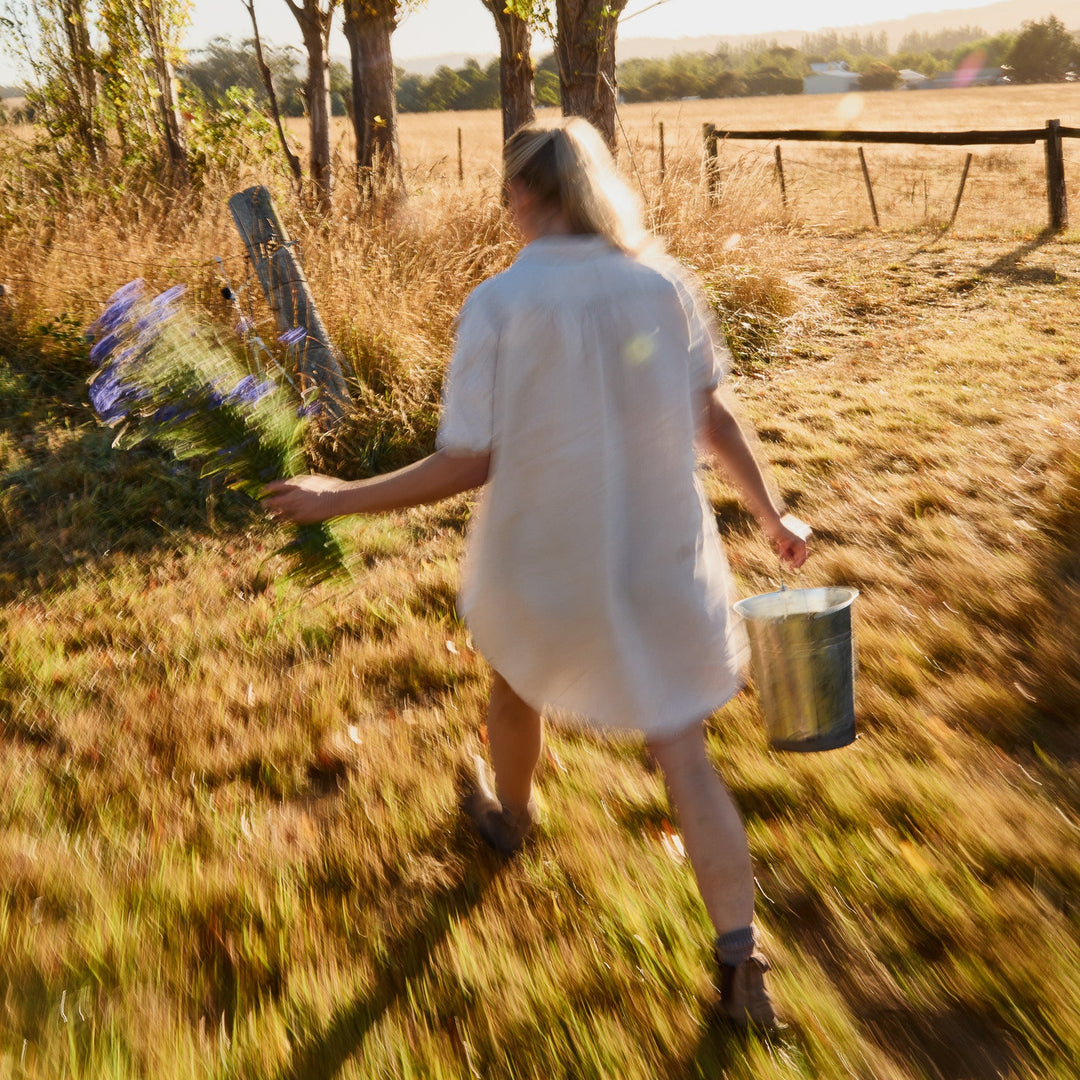 Cornflower Centaurea Blue Boy Flower | X 80 Seeds