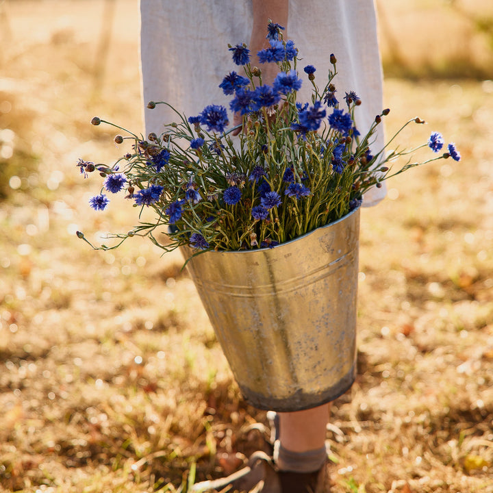 Cornflower Centaurea Blue Boy Flower | X 80 Seeds