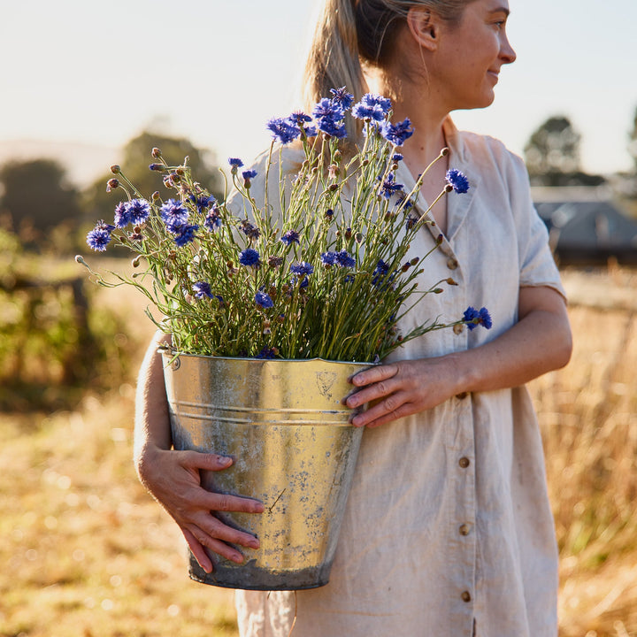 Cornflower Centaurea Blue Boy Flower | X 80 Seeds