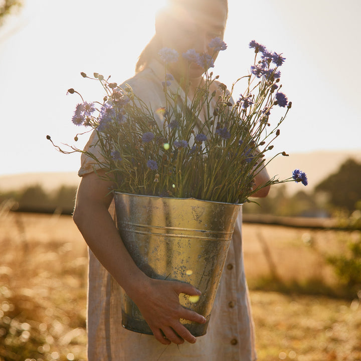 Cornflower Centaurea Blue Boy Flower | X 80 Seeds