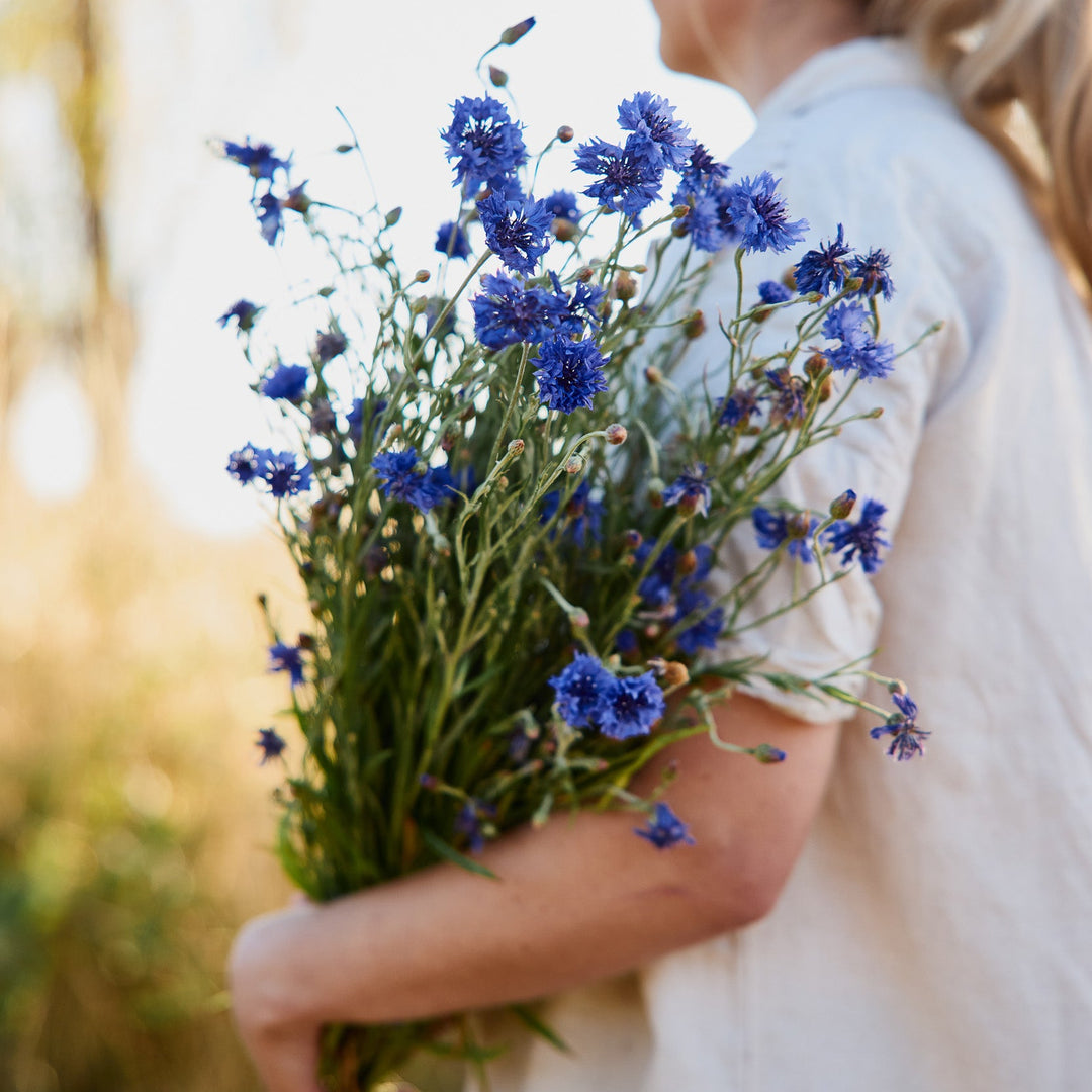 Cornflower Centaurea Blue Boy Flower | X 80 Seeds