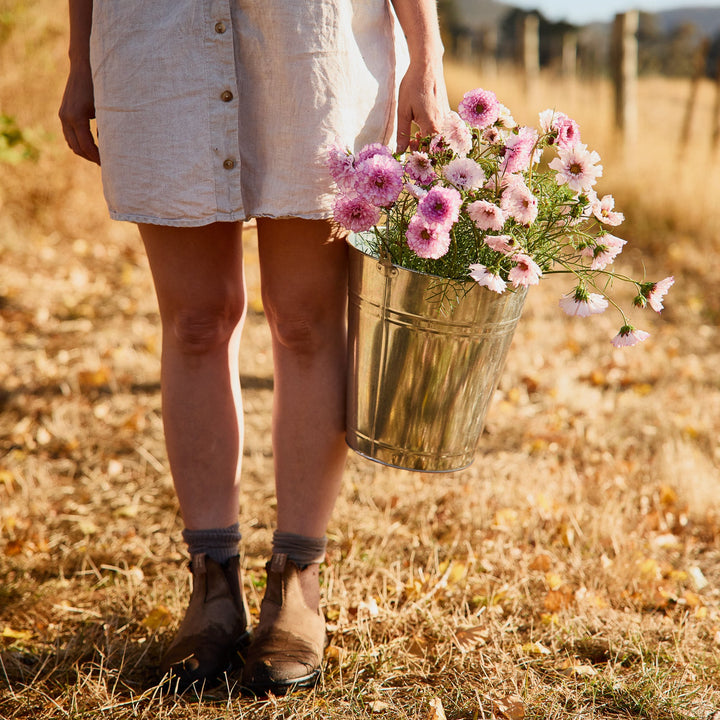 Cosmos Double Click Bi Colour Rose Flower | X 30 Seeds