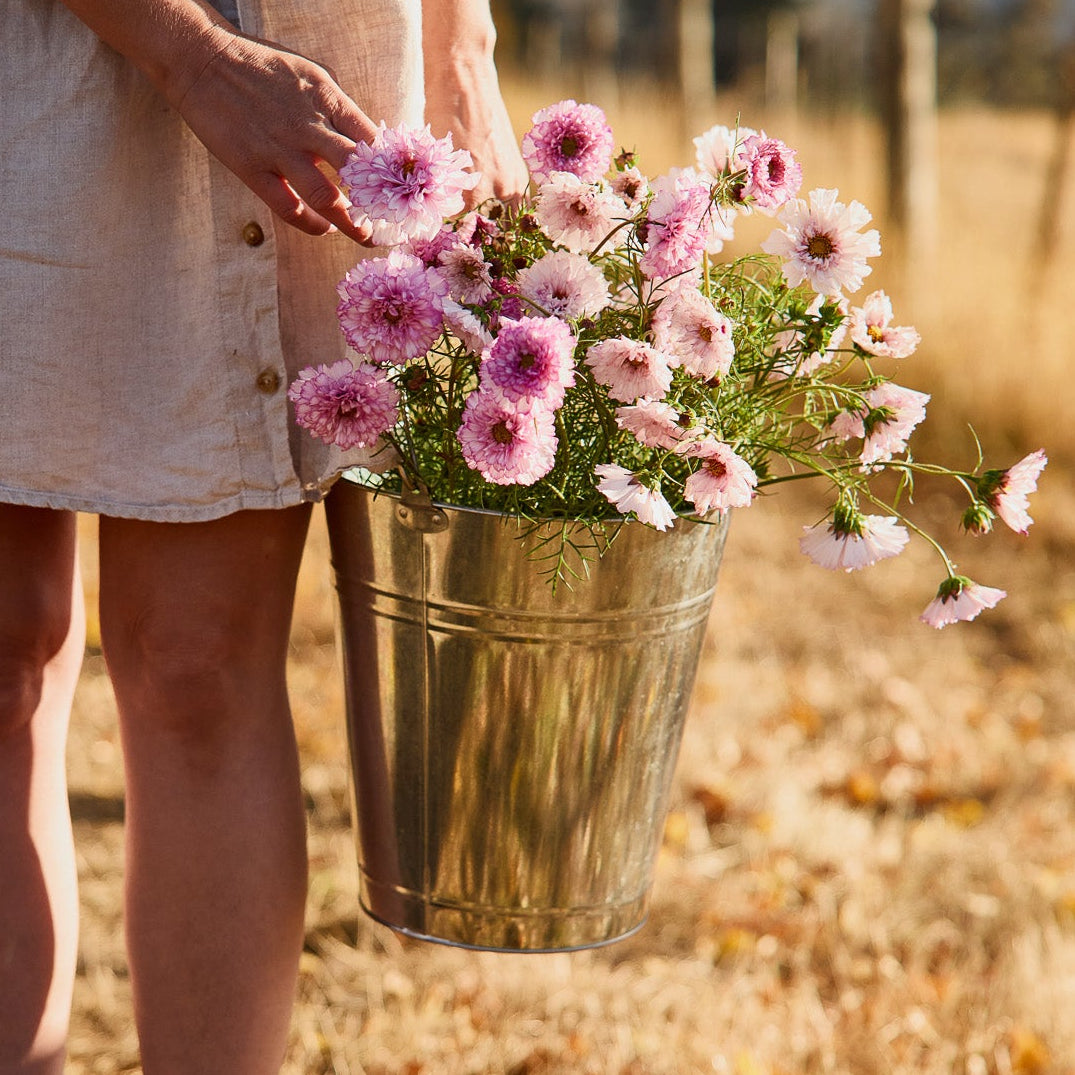 Cosmos Double Click Bi Colour Rose Flower | X 30 Seeds