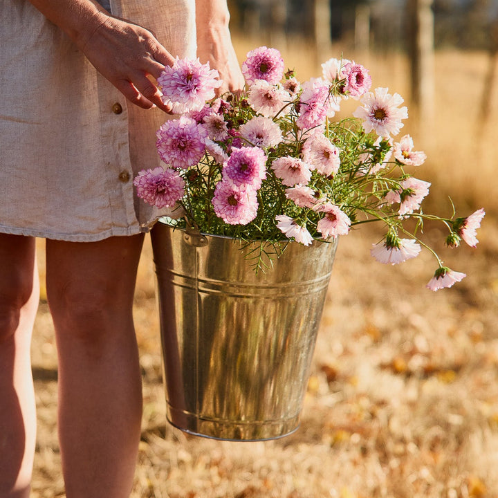 Cosmos Double Click Bi Colour Rose Flower | X 30 Seeds