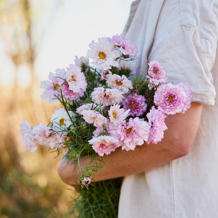 Cosmos Double Click Bi Colour Rose Flower | X 30 Seeds