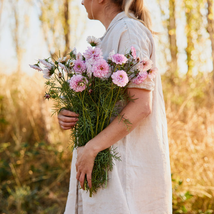 Cosmos Double Click Bi Colour Rose Flower | X 30 Seeds