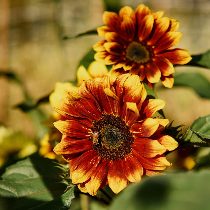 Sunflower Sonnet Branching Flower | X 15 Seeds