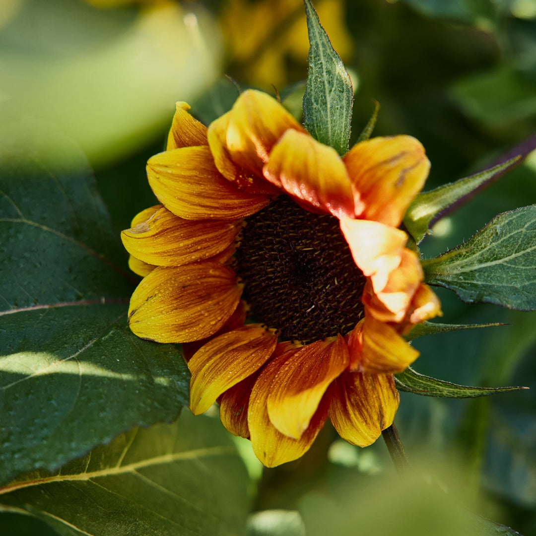 Aazon.co : aoth Sunflower Seeds for Planting - Grow Giant Sun Flowers in Your Garden - 50 Aazon.co : aoth Sunflower Seeds for Planting - Grow Giant Sun Flowers in Your Garden - 50