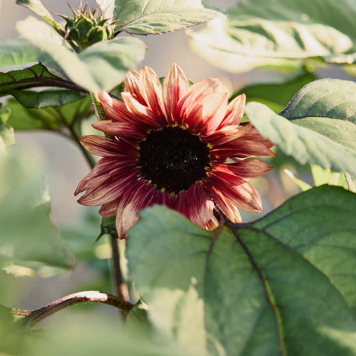 Sunflower Crimson Peach Flower | X 15 Seeds