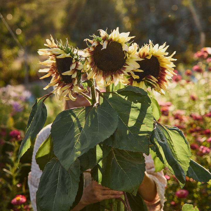 Sunflower Lilac Monarch Flower | X 15 Seeds