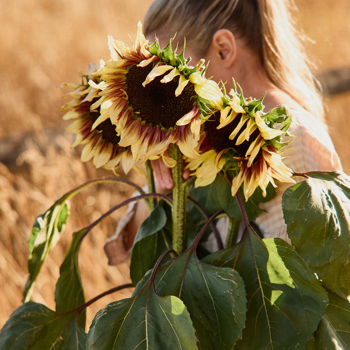 Sunflower Lilac Monarch Flower | X 15 Seeds